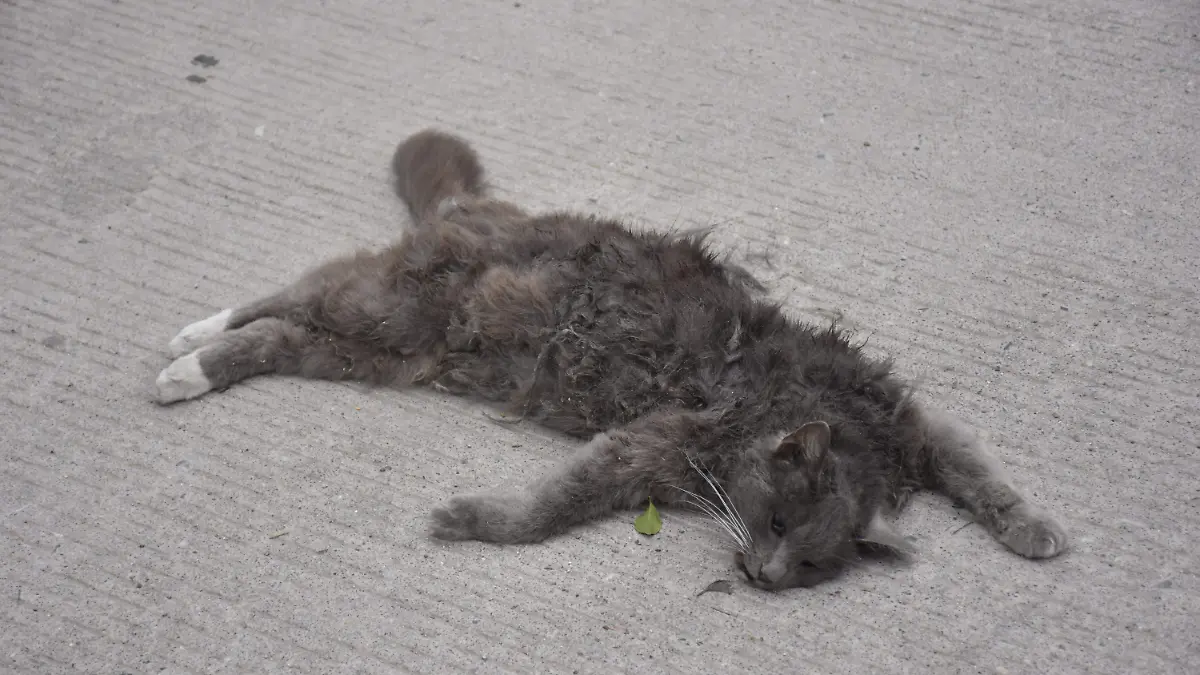 gato muerto maltrato animal 