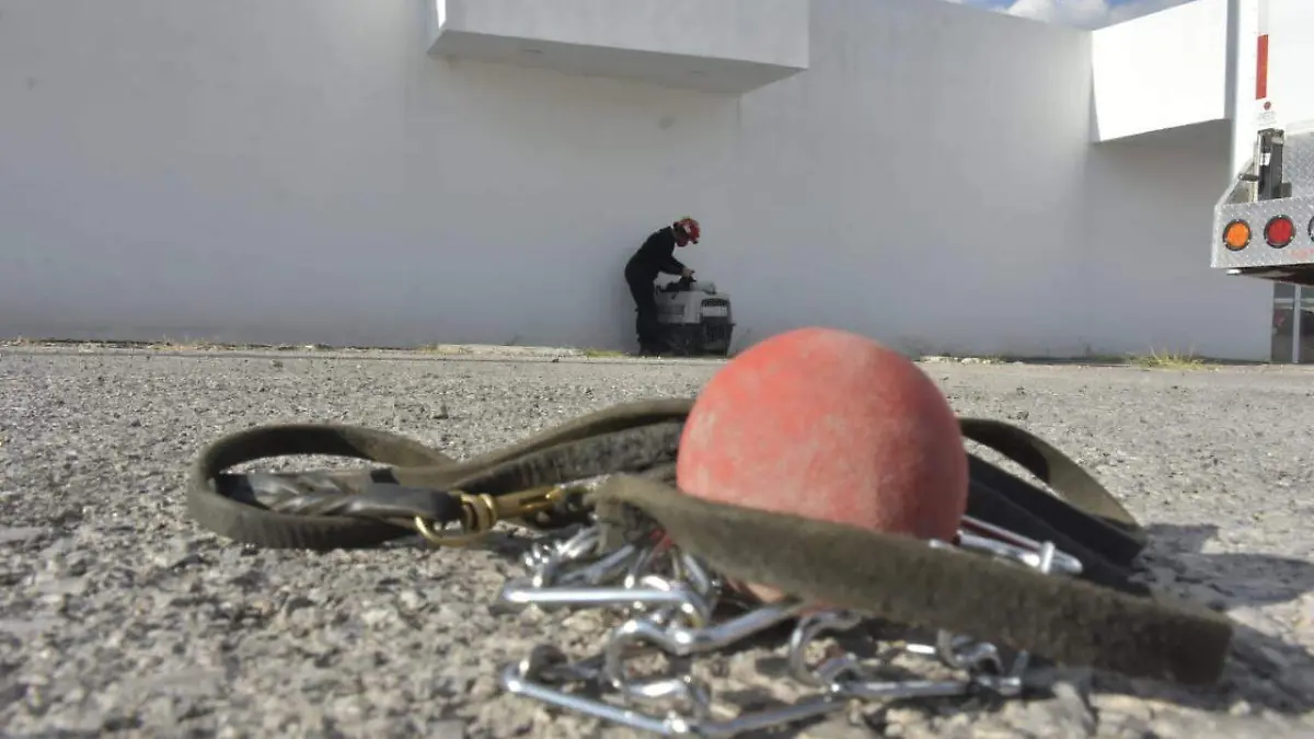 binomios caninos (8)