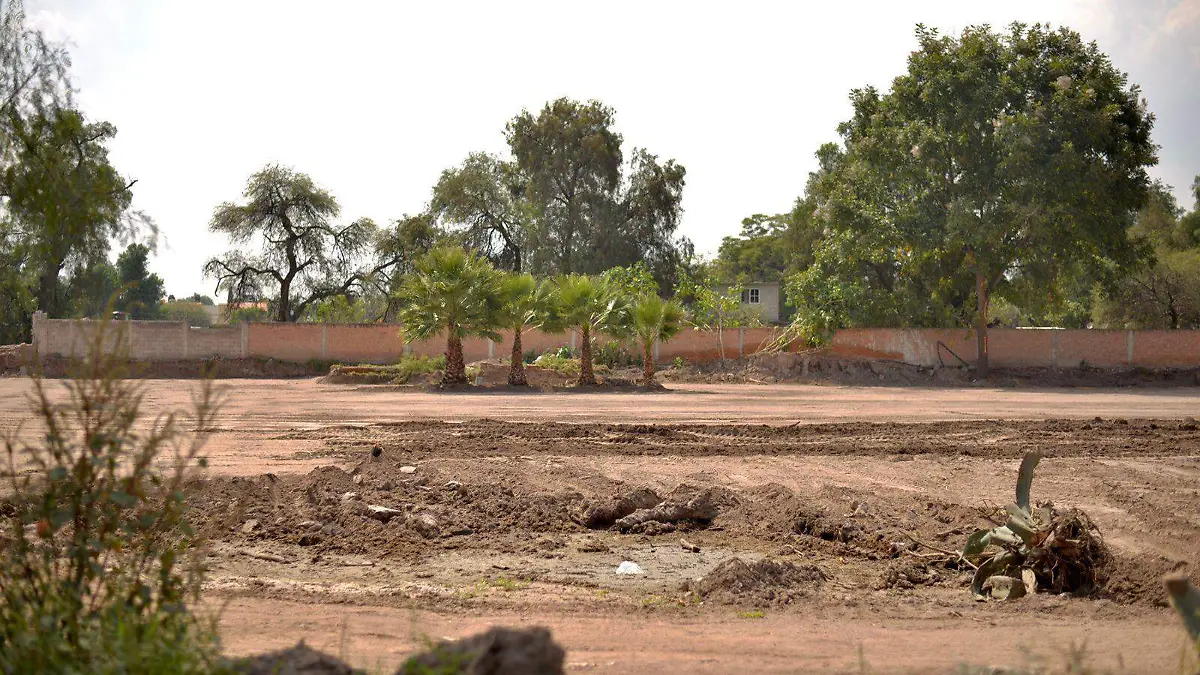 Flor Cempasúchil (1)