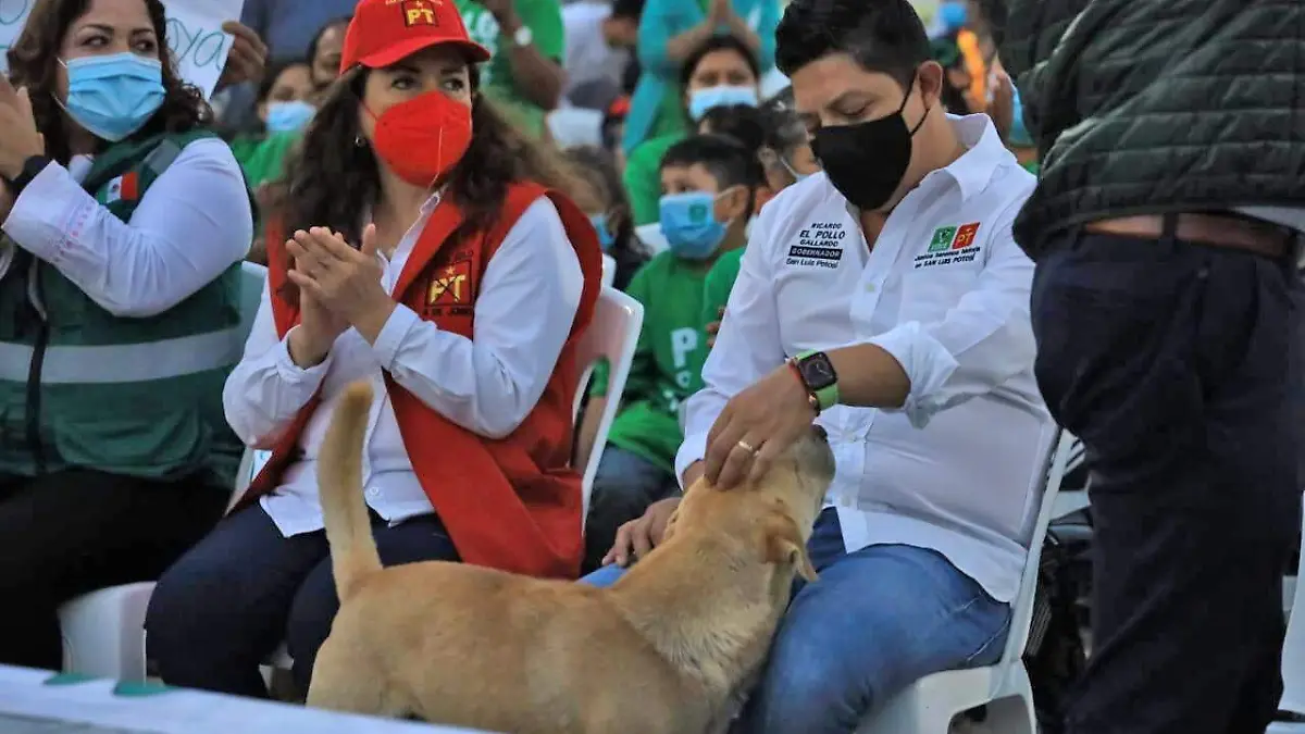 pollo yo te apoyo