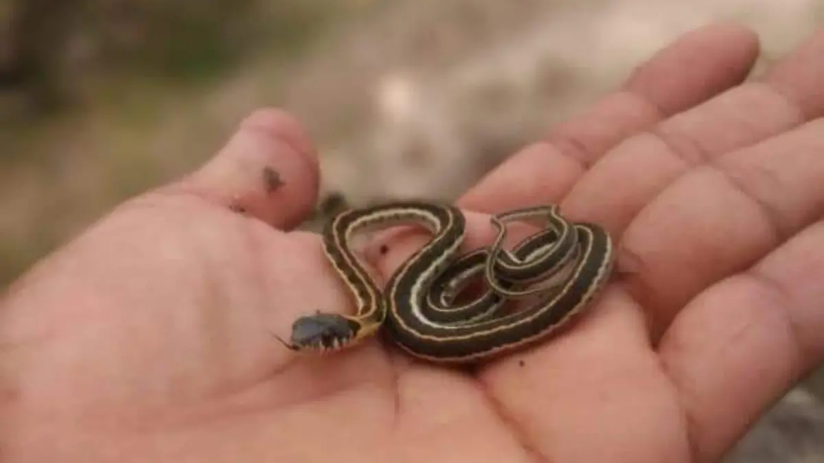 Fauna en la Cañada de Lobo