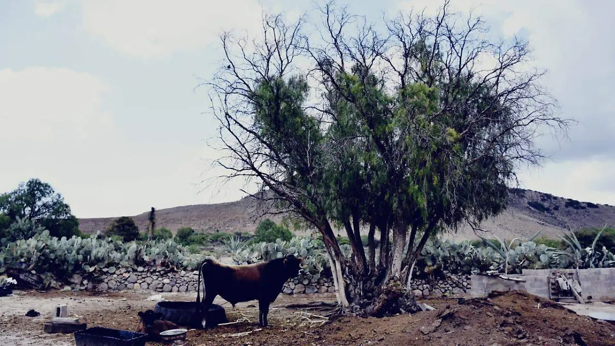 poblado de La Rivera  sequía ganado