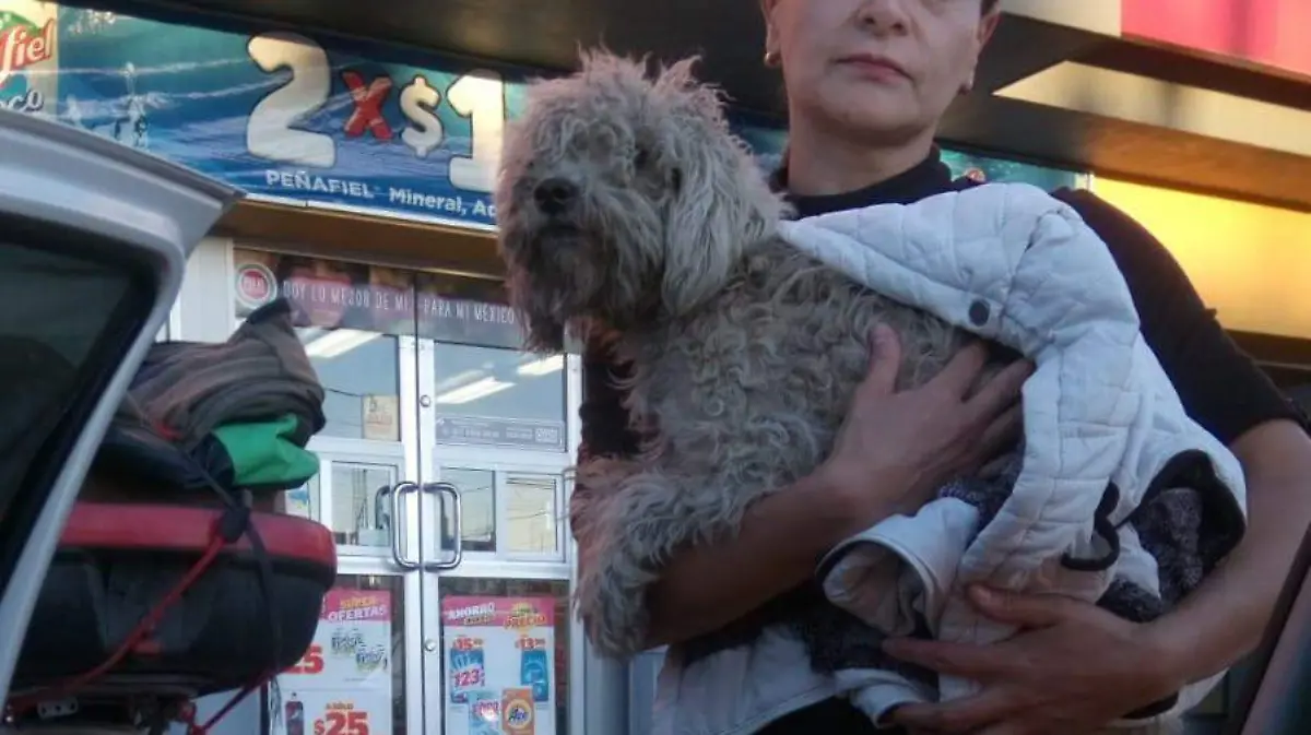 cuetes mortales perritos rescatados (6)