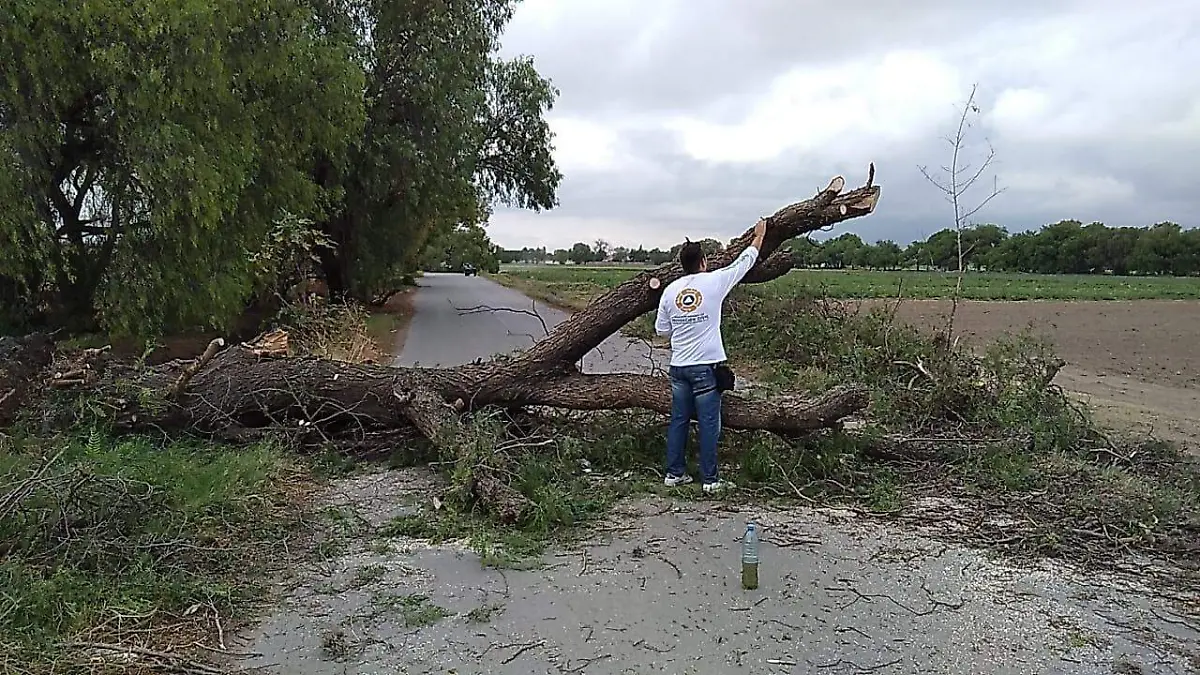 arboles protección civil 1