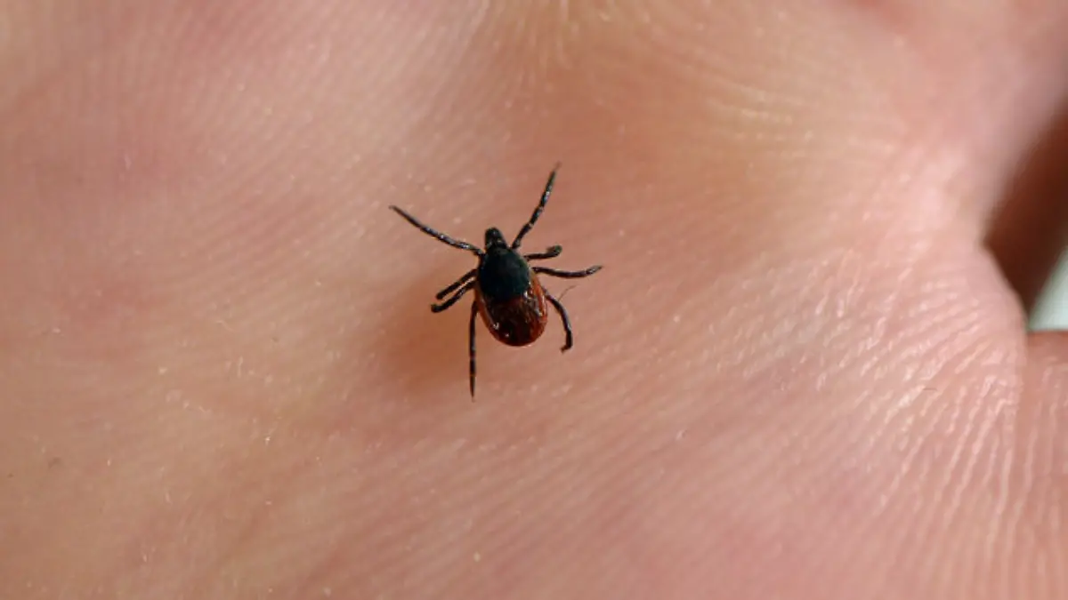 ricketsiosis