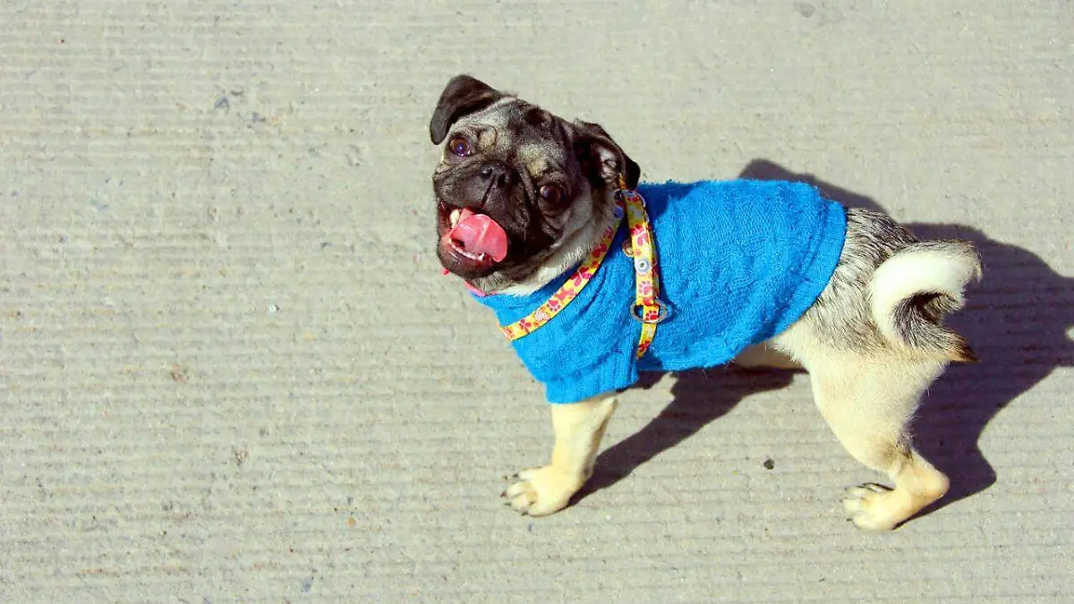 Mascotas, Perros, animales