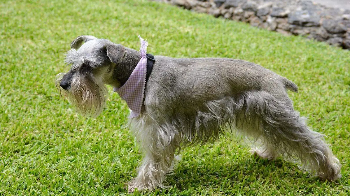 schnauzer