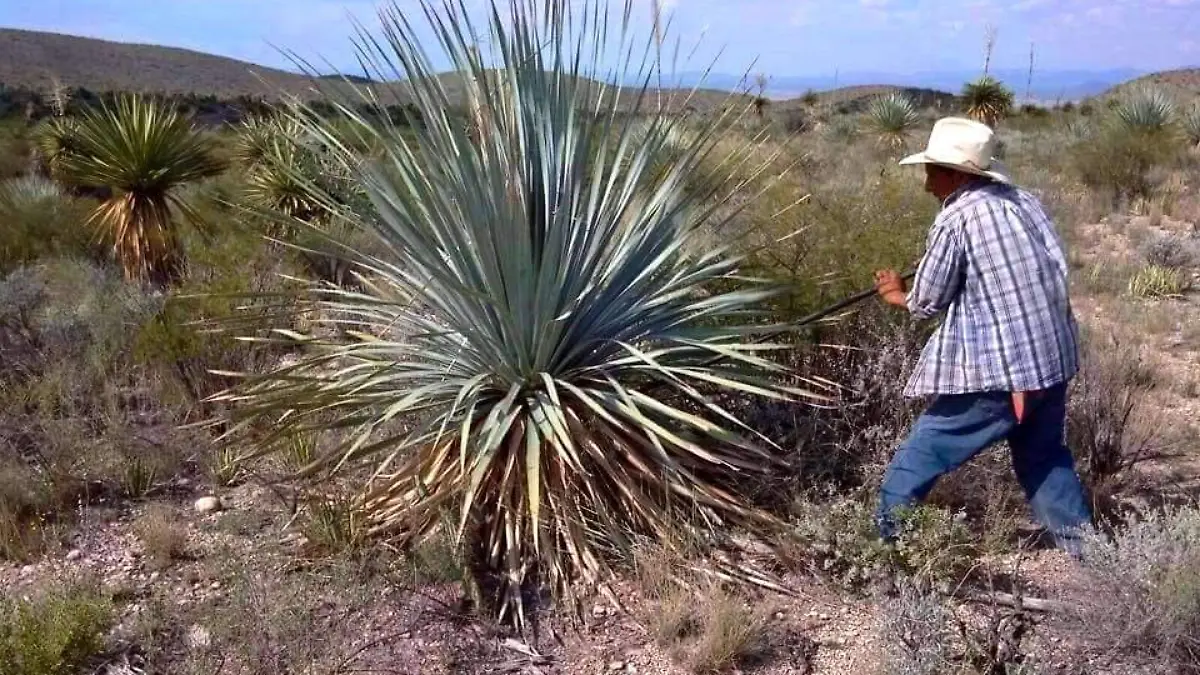 planta o plantas zotol o sotol en picacho (2)