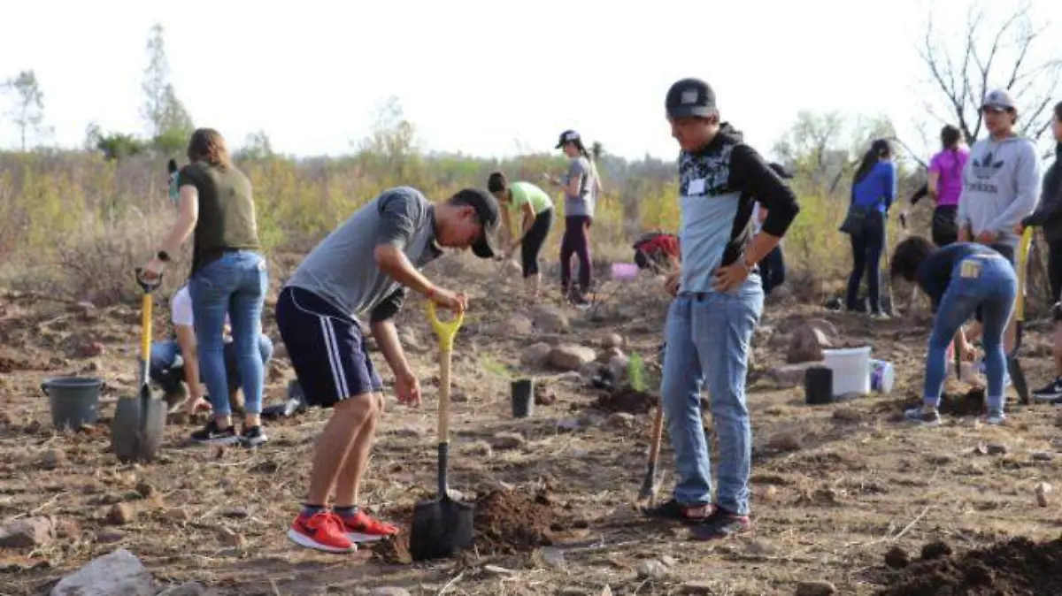 REFORESTACION 3