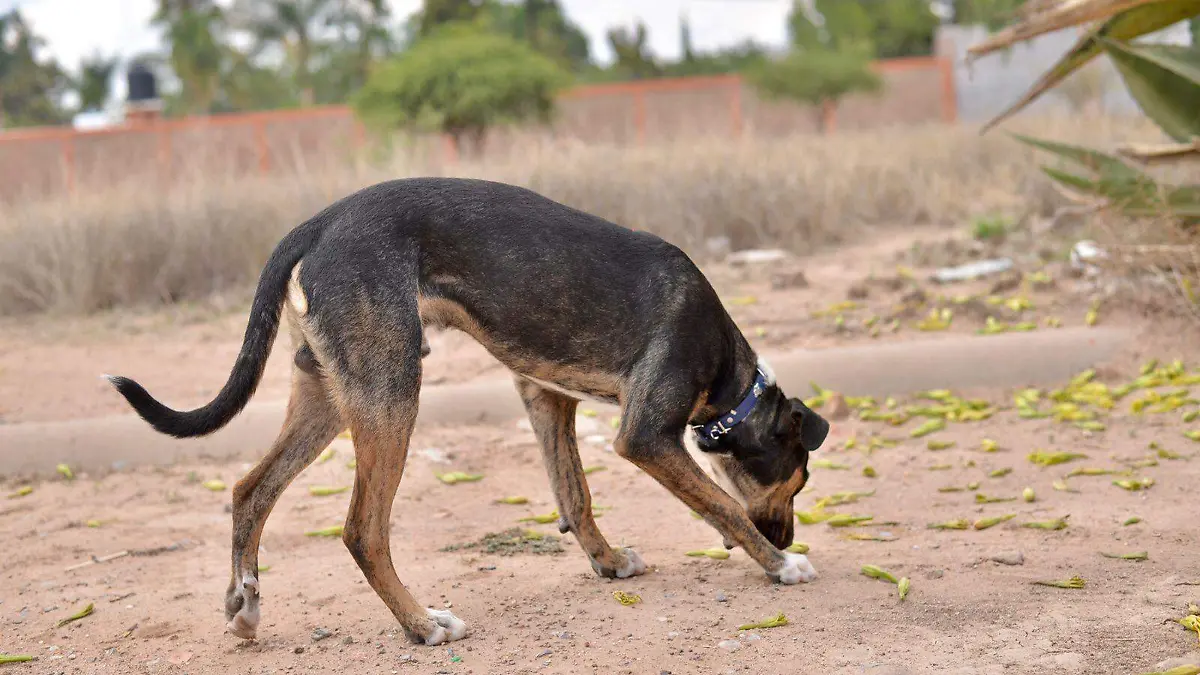 perro perros de la calle callejeros perritos suaves lomitos