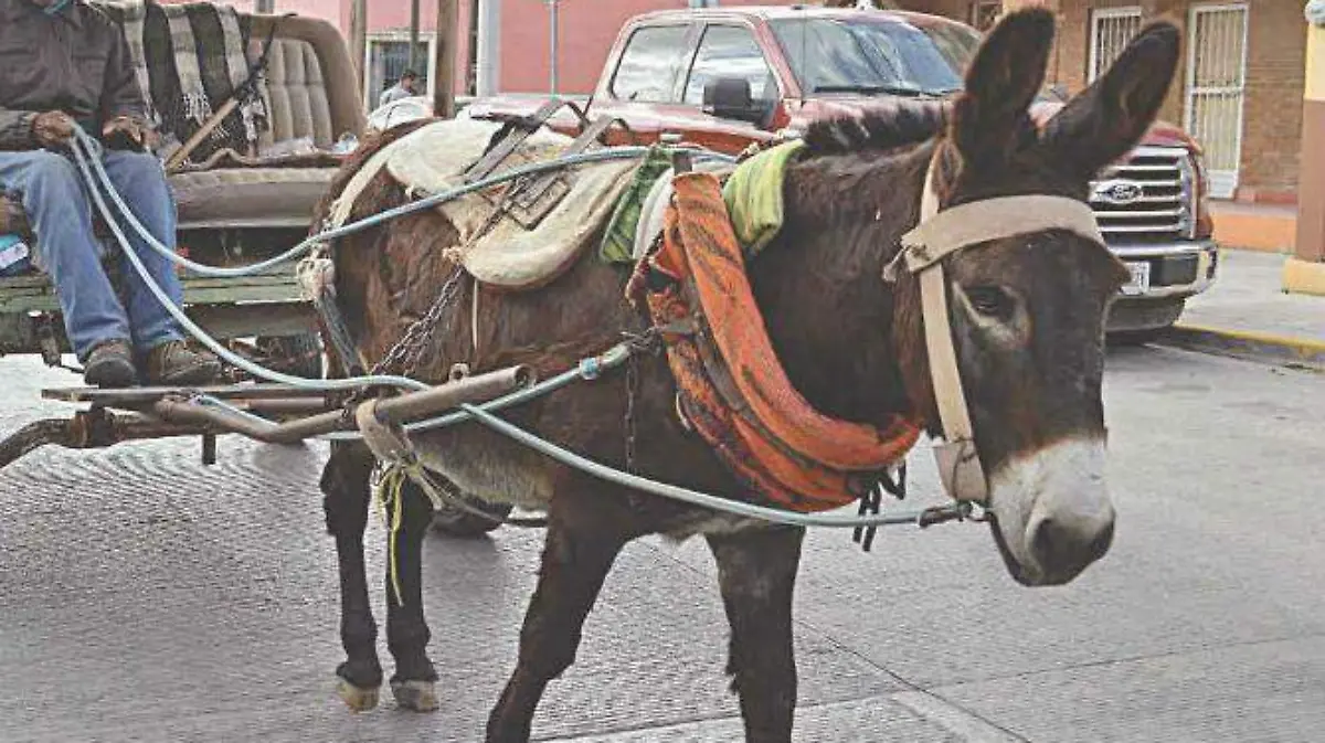VIGILA ECOLOGÍA MUNICIPAL QUE NO HAYA MALTRATO A LOS ANIMALES DE ARRASTRE 2
