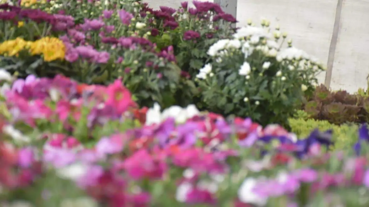 feria de las flores  (6)