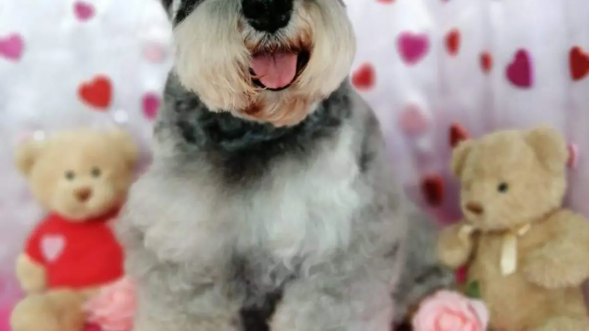 Día del Perro