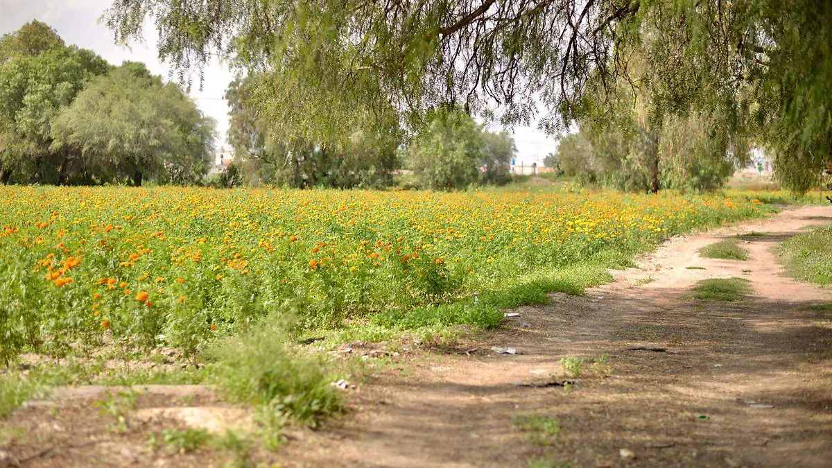 Flor Cempasúchil (3)
