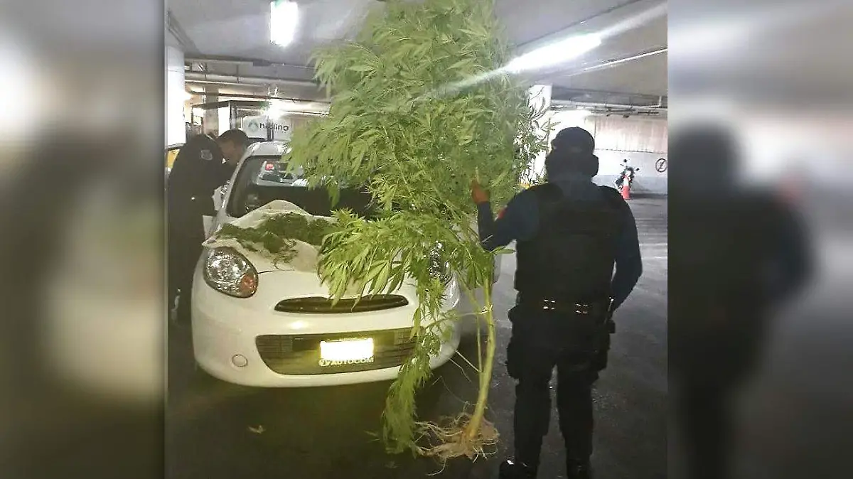 carro marihuana