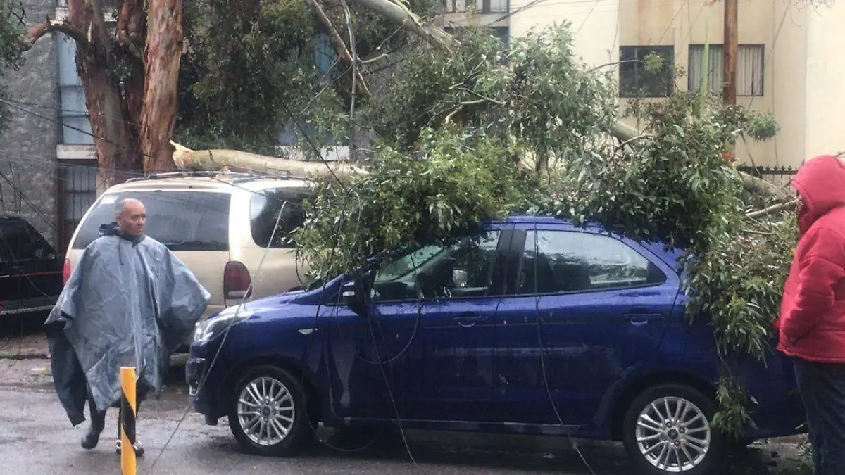 Inumerables árboles se vinieron abajo en SLP