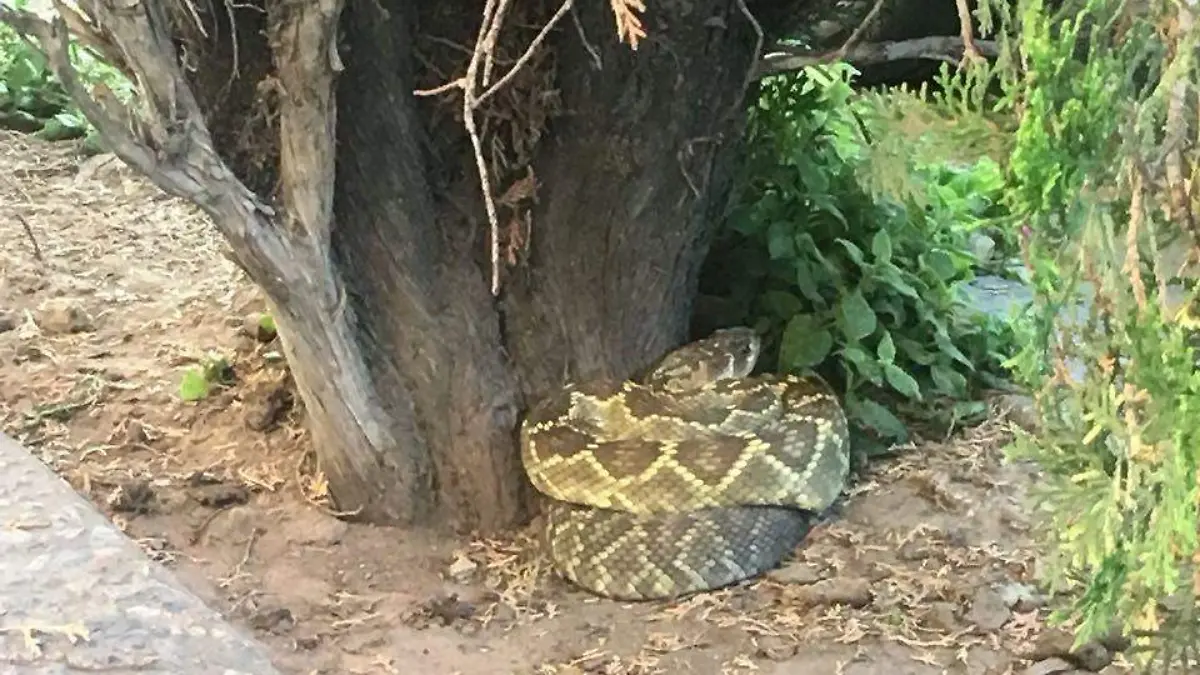 serpiente