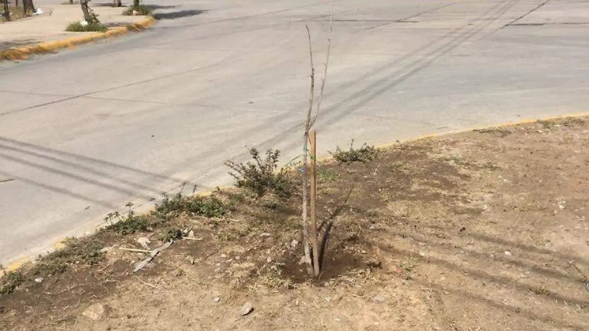 Arrancan arbolitos recién plantados 