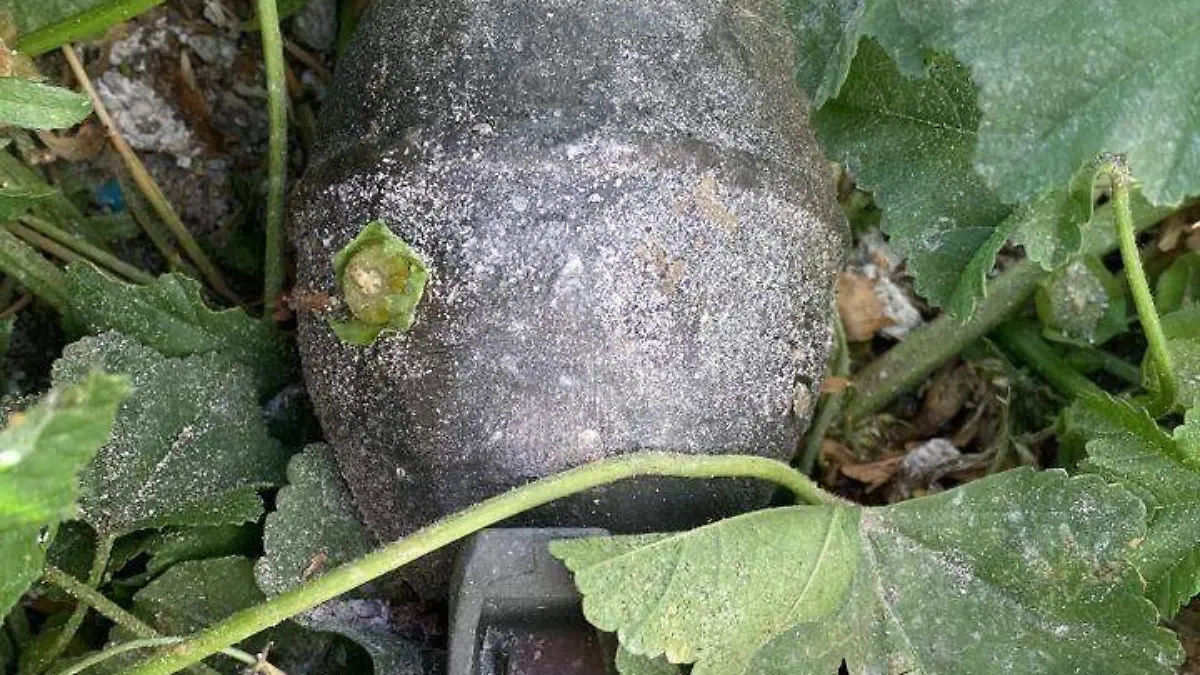 Hasta granadas aseguraron