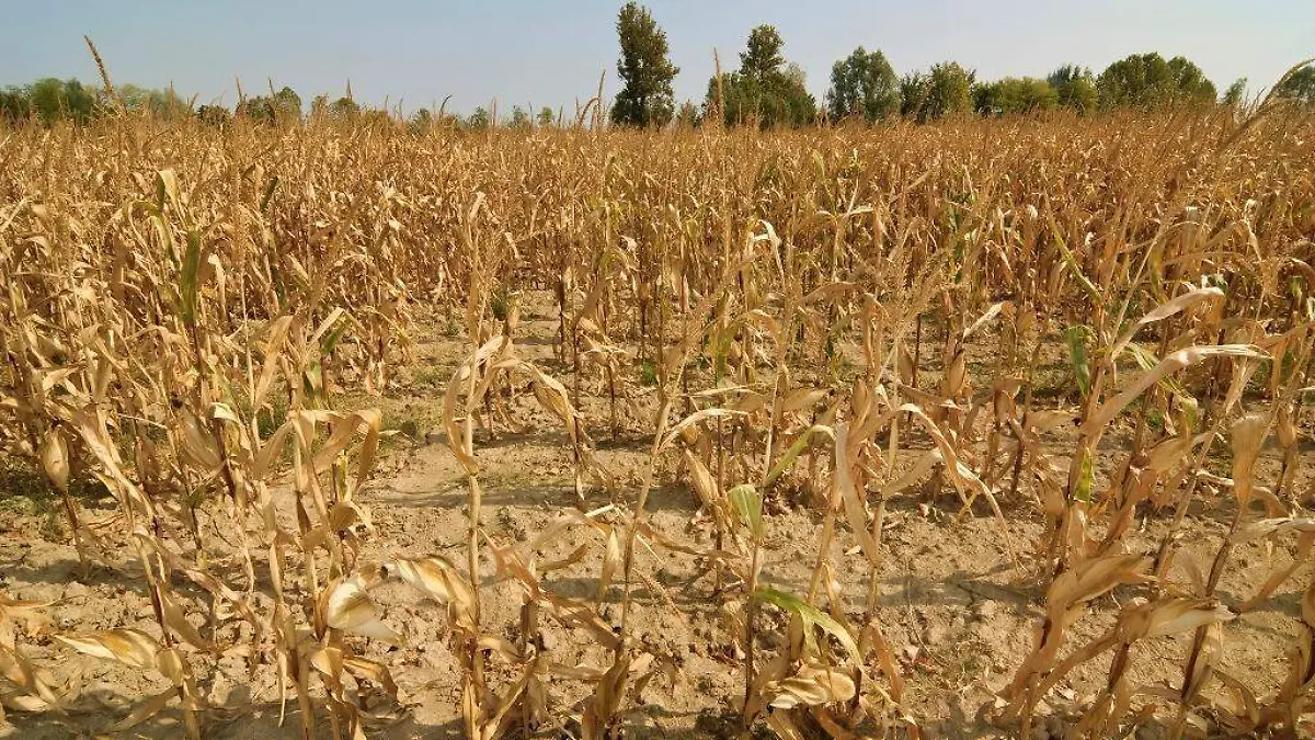 Agricultores