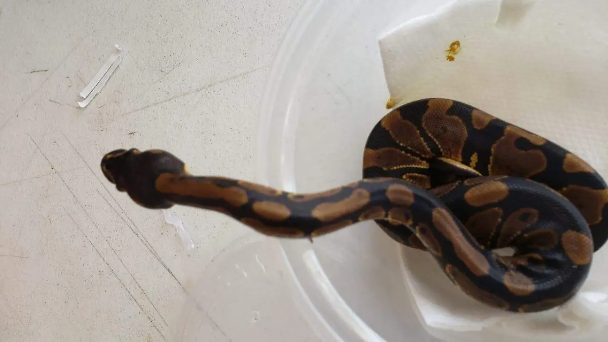 trafico de animales tráfico animal decomiso serpiente vivora