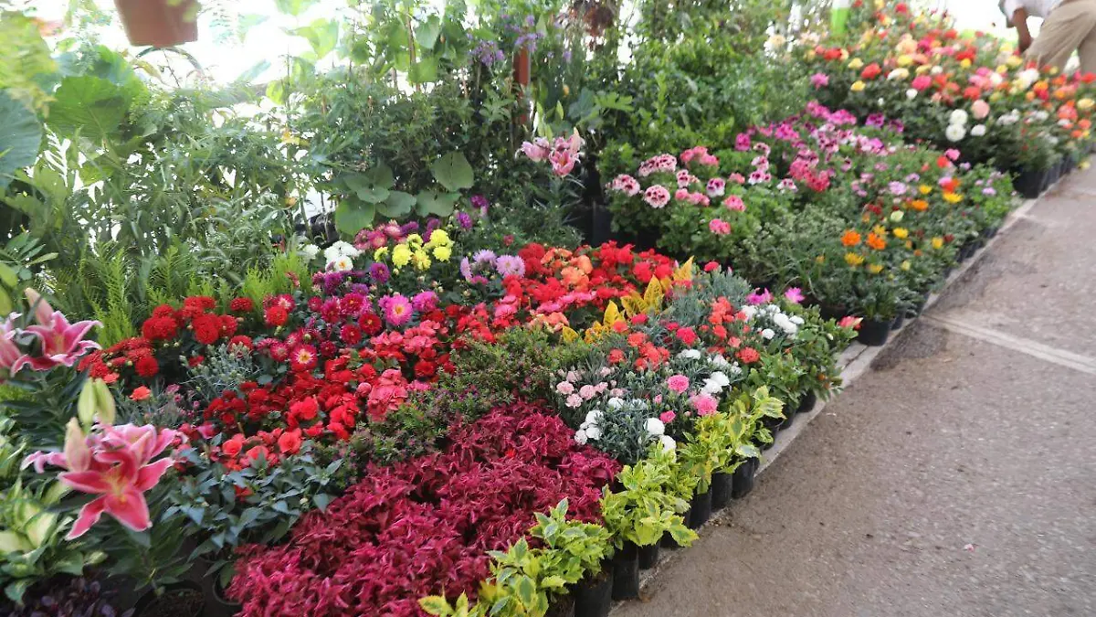 feria de las flores (4)