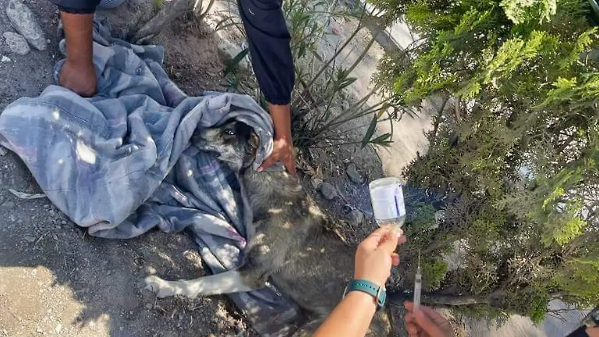 adopción de mascotas1