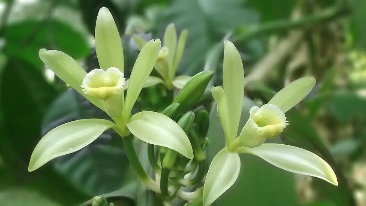 flor de vainilla