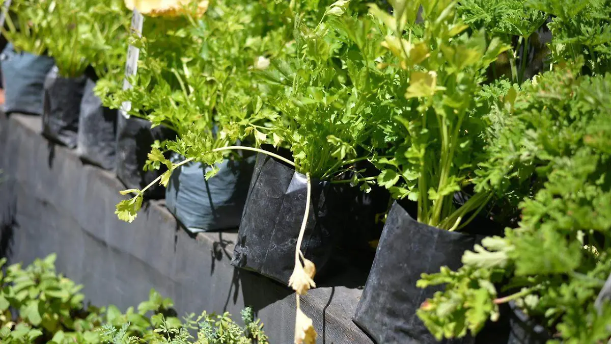 donacion de arboles arbolitos 2