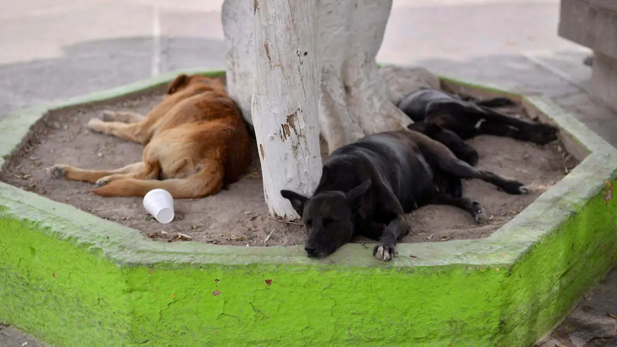 Perros de la calle perritos (2)