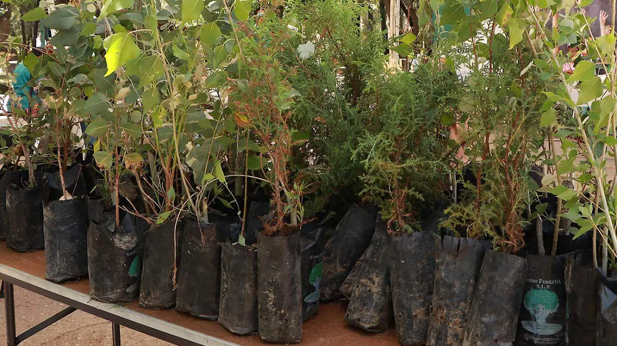 DONA GOBIERNO CAPITALINO 35 MIL ÁRBOLES PARA RESCATE DE SIERRA DE SAN MIGUELITO 4