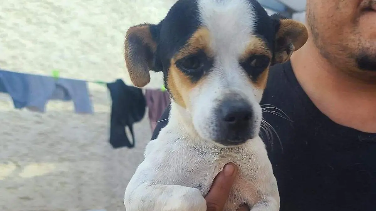 pinto el perro