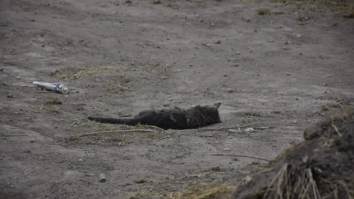 gato muerto maltrato animal 