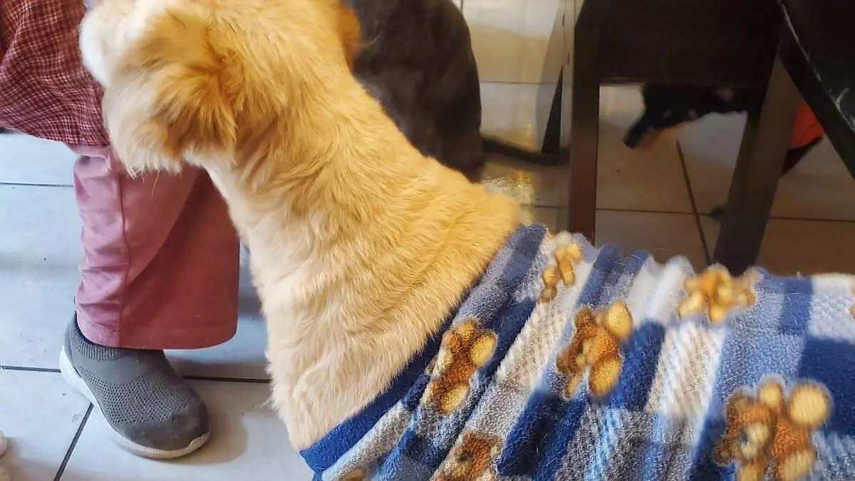 cuetes mortales perritos rescatados (1)