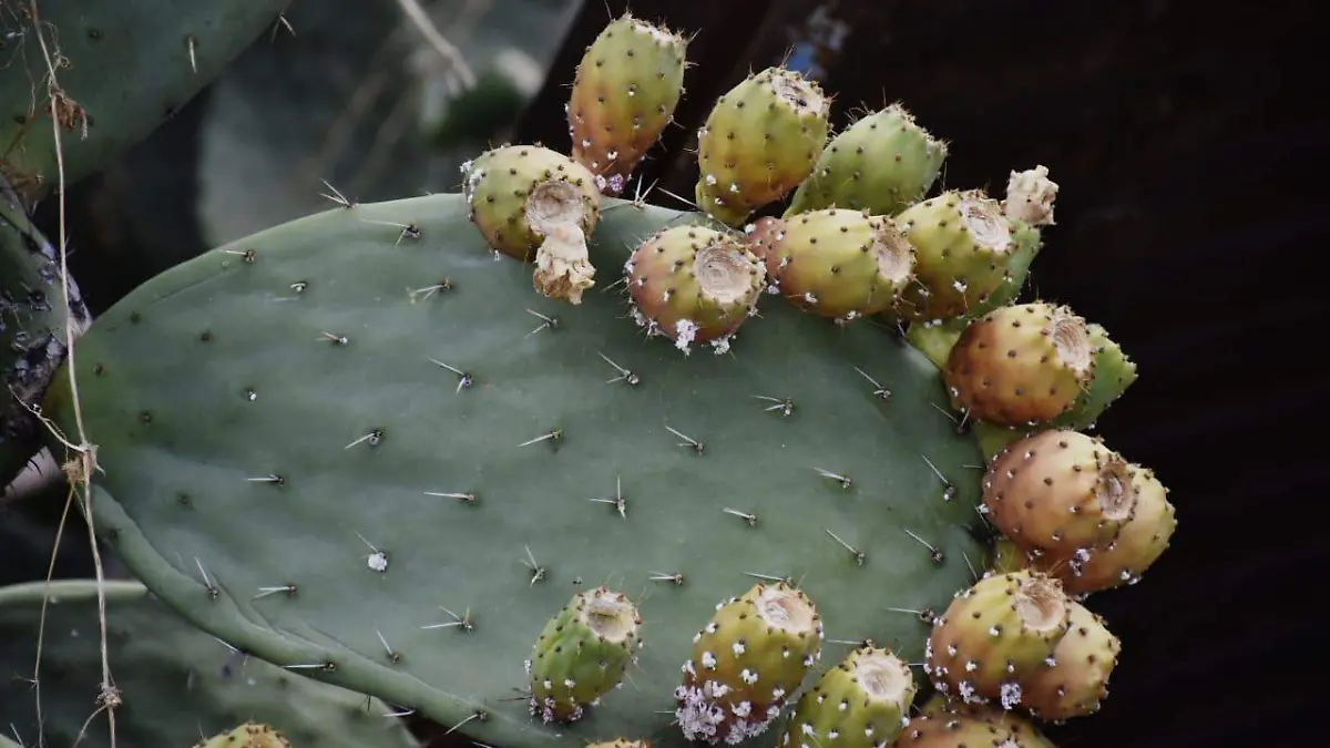 poblado de La Rivera  tuna nopal