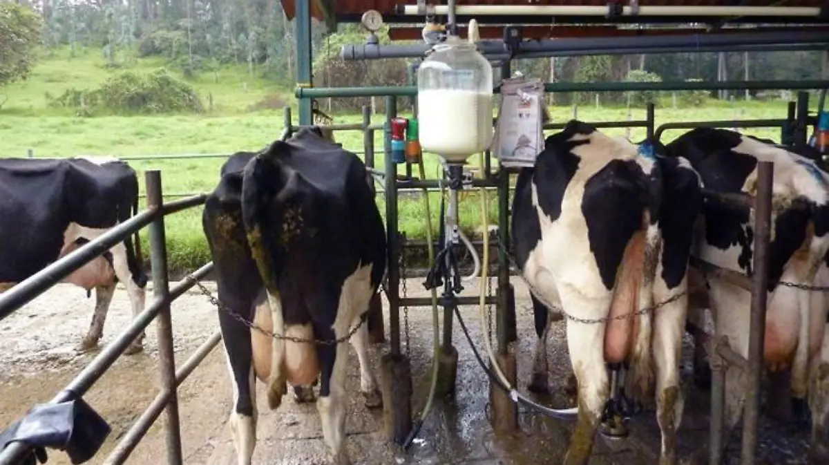 vacas leche ganado abigeato