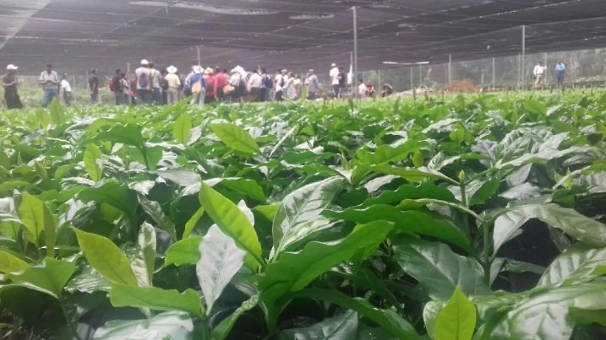 Plantas de cafe