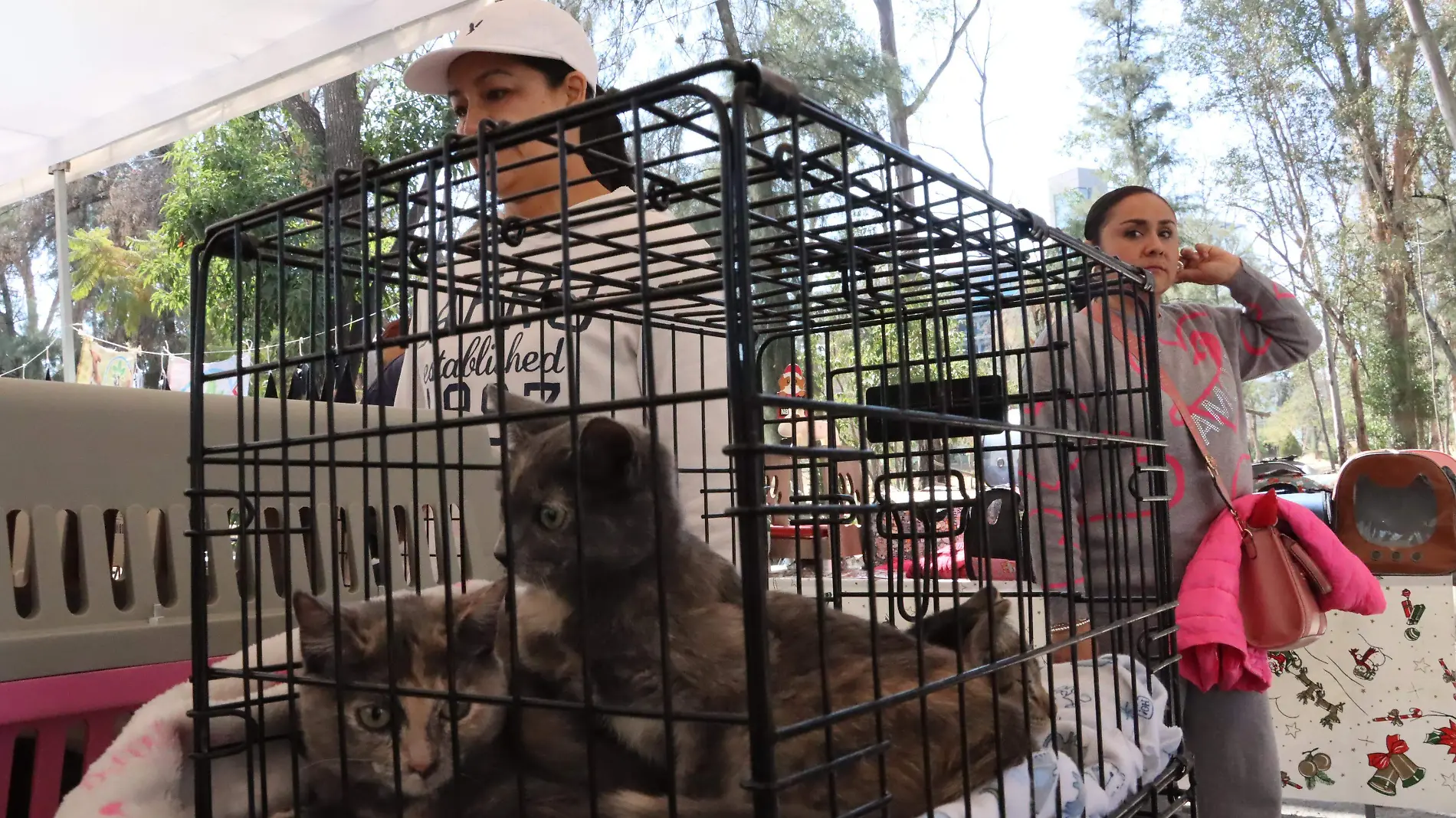 Gatos en adopción