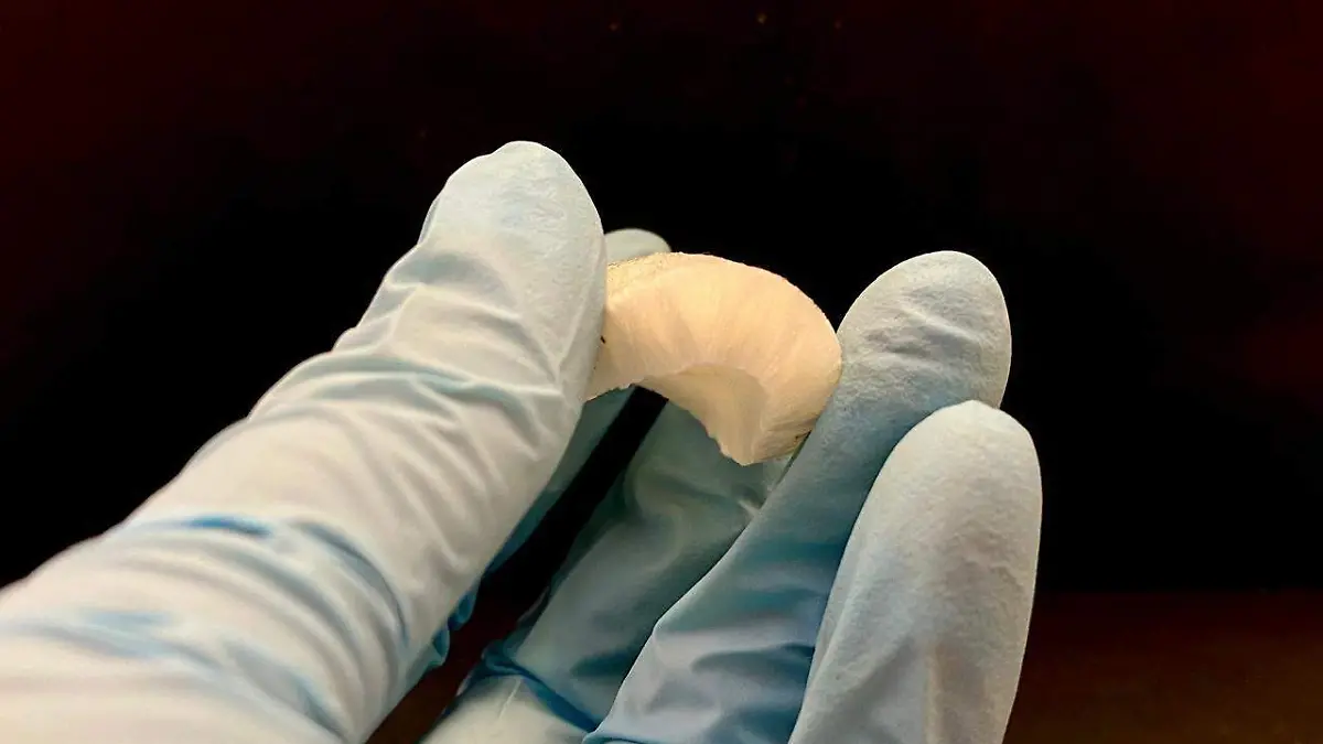 Laura Vázquez Ayala 