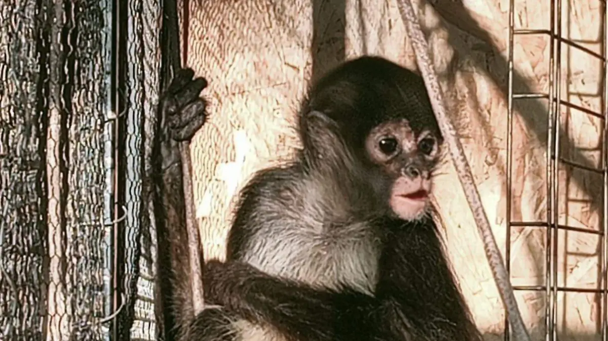 ZOOLÓGICO DE MEXQUTIC 