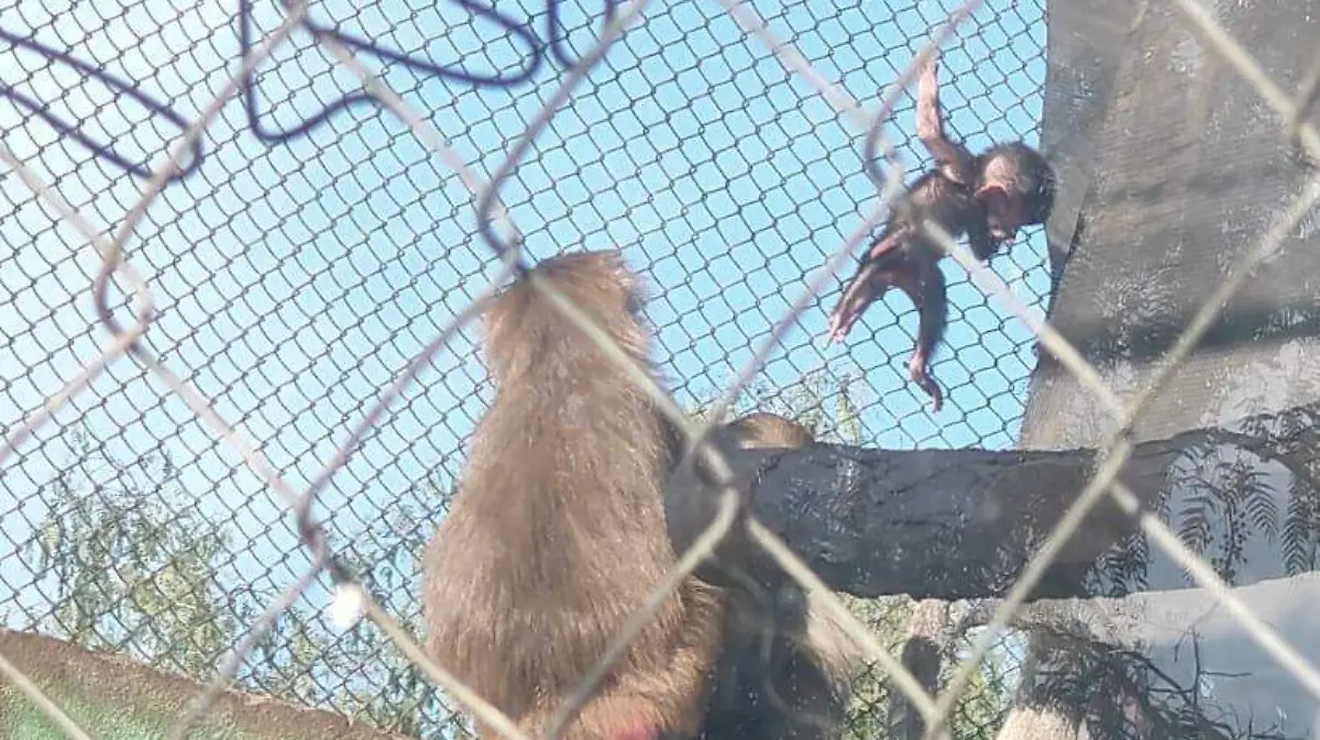 ZOOLÓGICO DE MEXQUTIC 