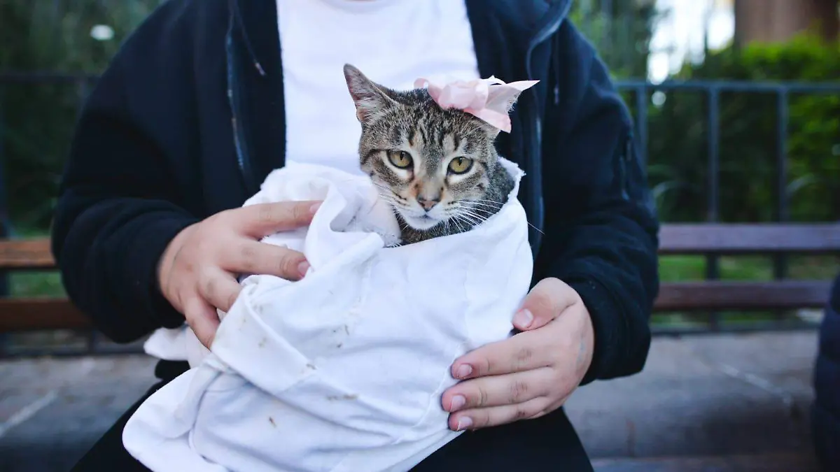 Potosinos bendicen a sus animalitos en el día de San Antonio Abad