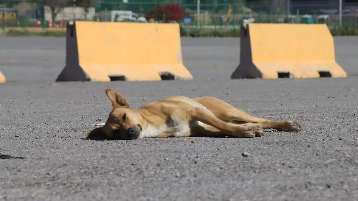 Perritos, maltrato animal (2)