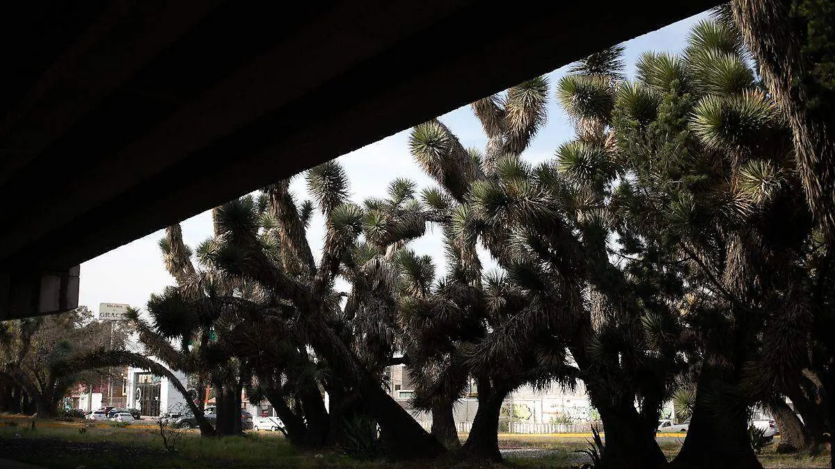 Investigan corte ilegal de cactáceas en Mariano Jiménez