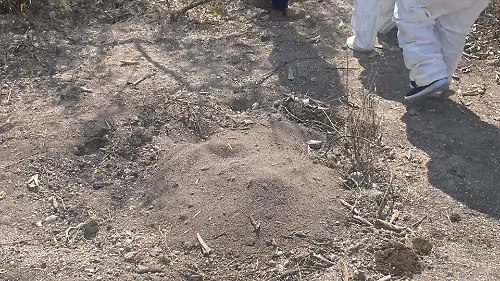 fosas clandestinas en Rioverde (3)
