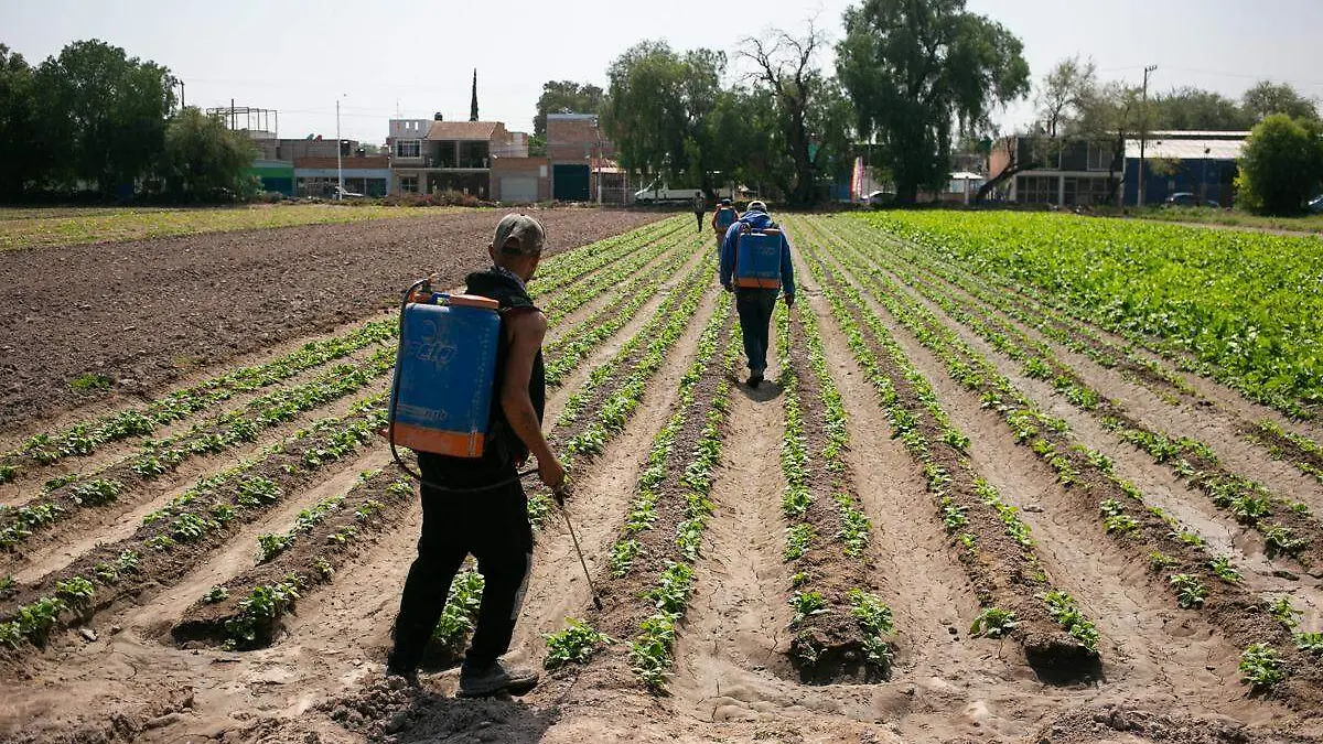 migrantes