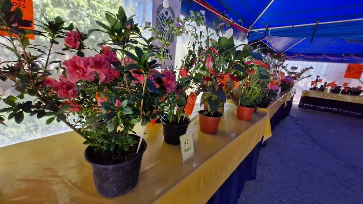 XXXIII Feria de las Flores