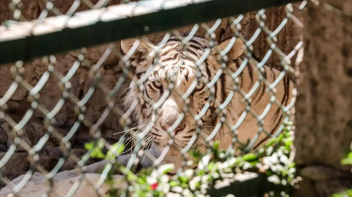 Enamórate de Mexquitic de Carmona en San Luis Potosí y su zoológico de 79 especies de animales diferentes