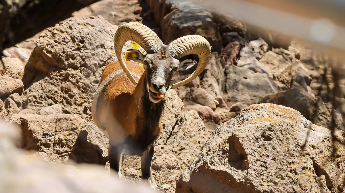 Enamórate de Mexquitic de Carmona en San Luis Potosí y su zoológico de 79 especies de animales diferentes