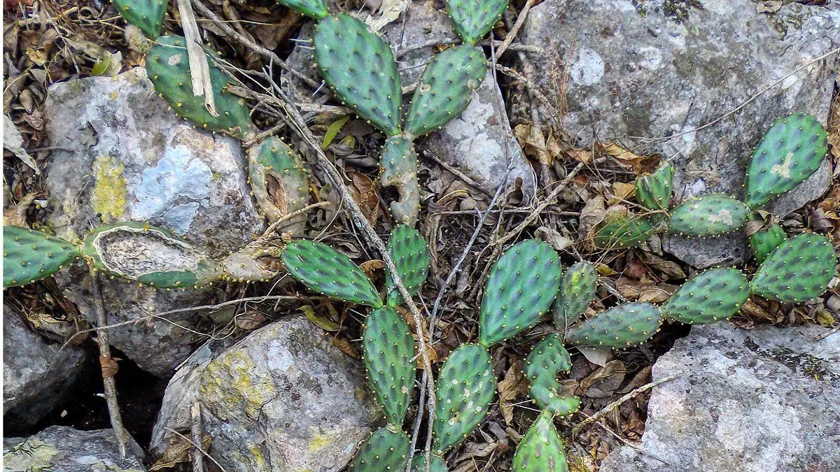 nueva especie de nopal, “Opuntia Fortanelli”